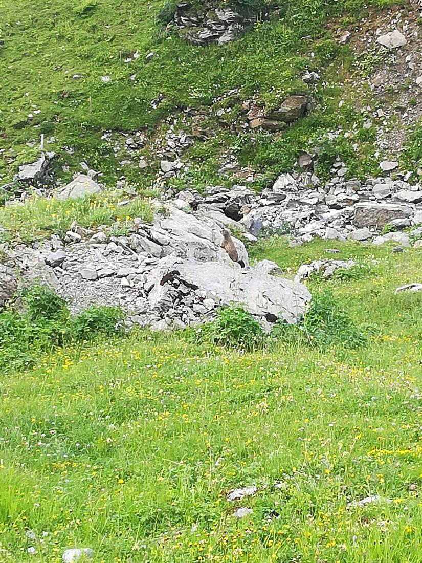 Alpenmurmeltier
