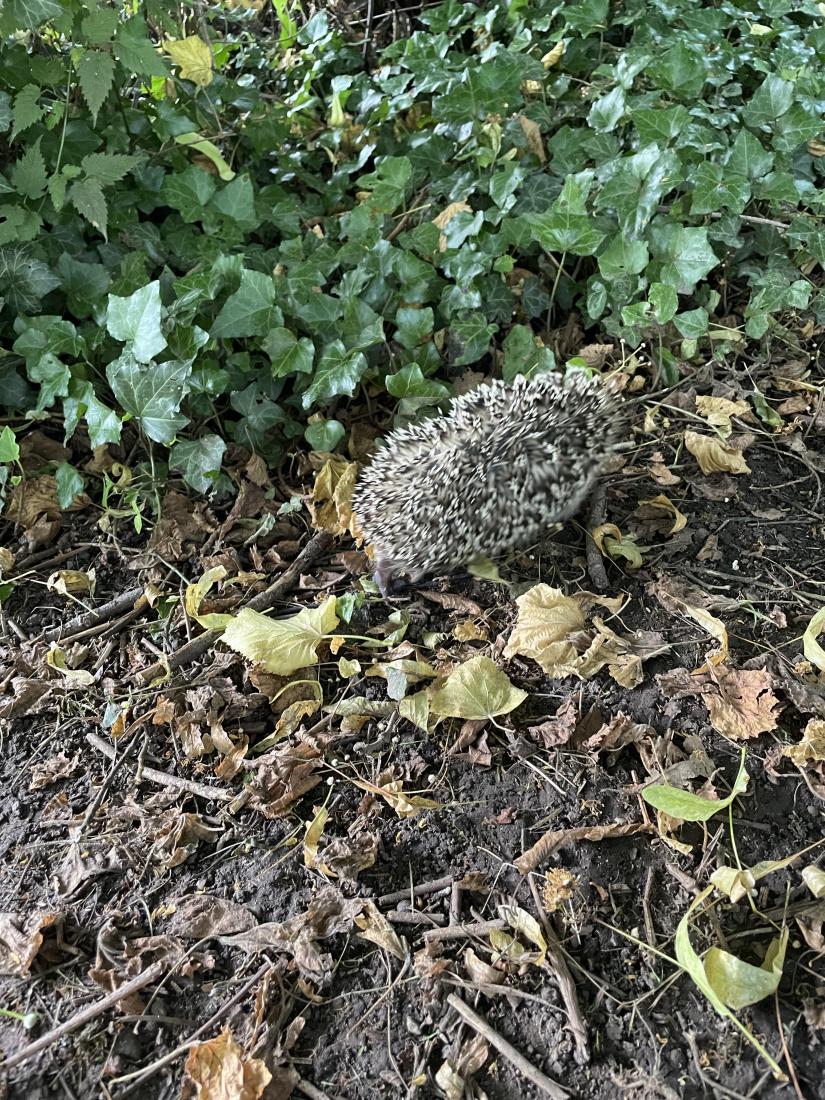 Igel