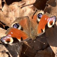 Tagpfauenauge (Inachis io)