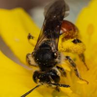 Rote Ehrenpreis-Sandbiene (Andrena labiata)